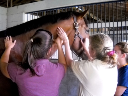 Equine Massage Therapy Equipment